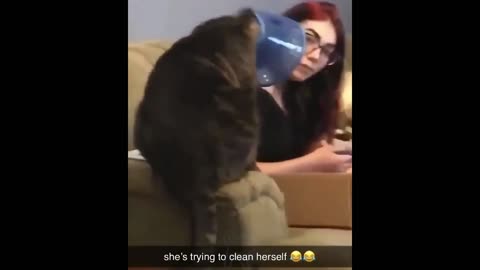 Funny Cat Memes Compilation