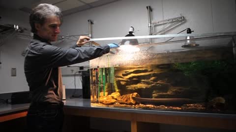 Electrifying secrets behind killer eels