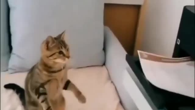 funny cat short videos |😂| part 184 |👍| Hello cats #shortvideo #shorts