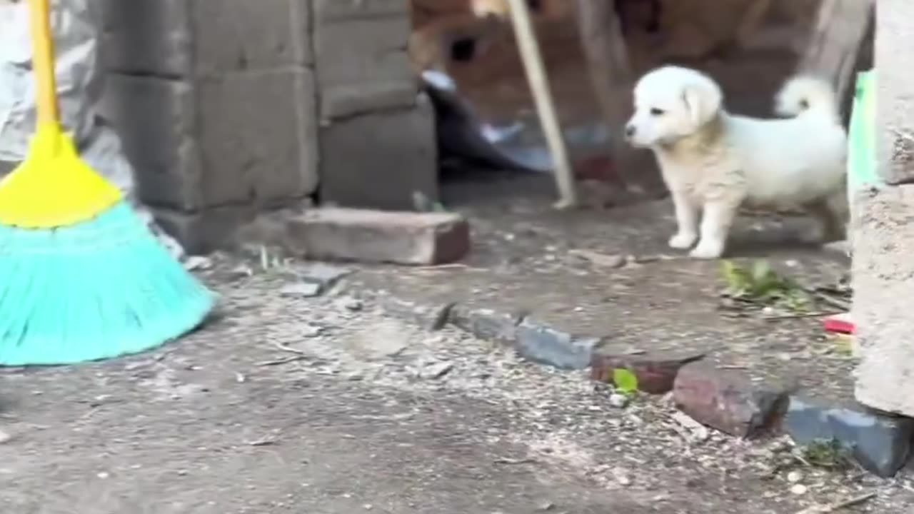 CUTE PAPPY CUTE BABY DOG VIDEO 😚😚😚