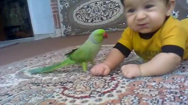 Baby and parrot funny video