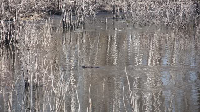 Beavers, Beaver dams and lodges, and a few deer. East Central Alberta