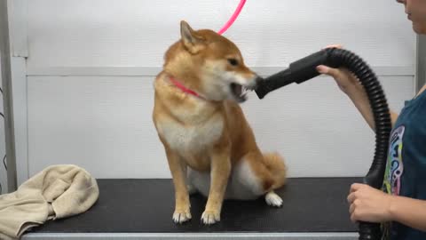 Crazy Shiba Inu won battle against groomer