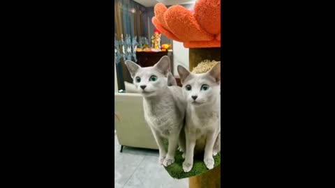 Funny kittens