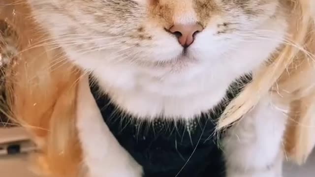Ответить пользователю #кошка #кошкамисса #пэтвтикток #миссааманэ