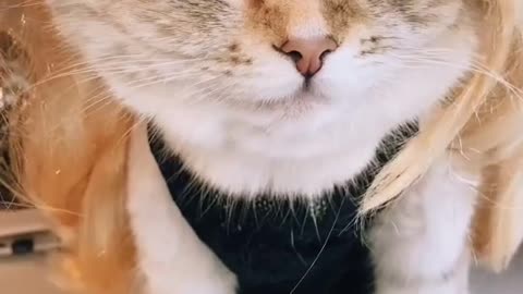 Ответить пользователю #кошка #кошкамисса #пэтвтикток #миссааманэ
