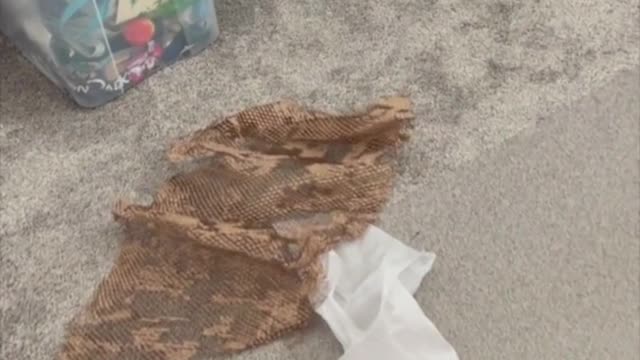 Adopting a Cat from a Shelter Vlog - Piper Has the Zoomies - Running All Around #shorts