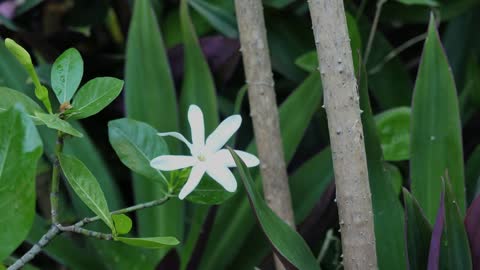 White Flower And Green Leaves Zoom In