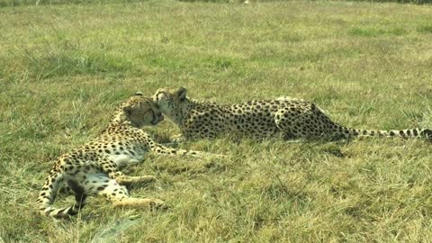 If you are a fan of cheetahs, the video is for you