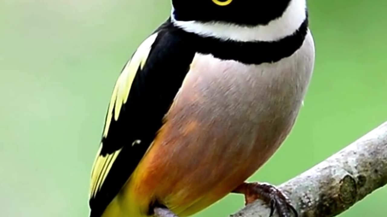 The Black-and-Yellow Broadbill Bird: A Vision of Tropical Splendor