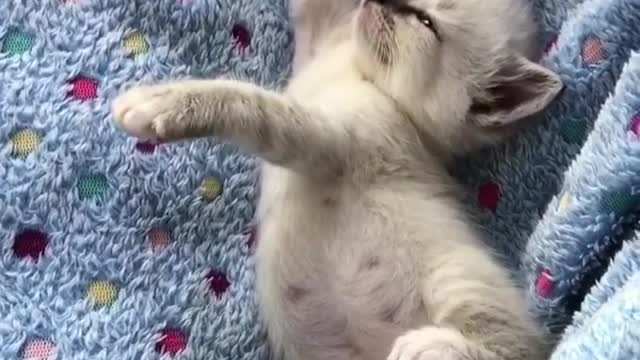 Aihao cat