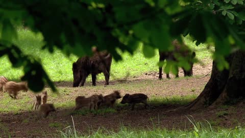 Amazing nature - Run to survive