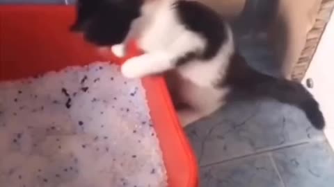 Moment Cat and some video are funny