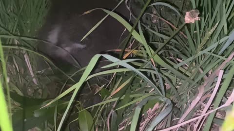 Injured Baby Koala Kindly Nudged Off Road