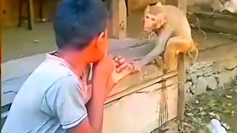 Kid vs monkey