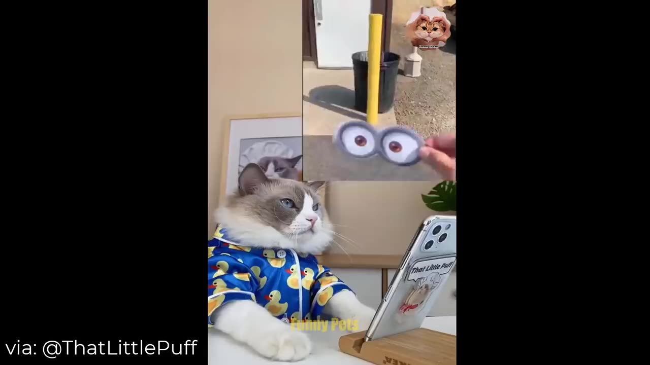 cute cats funny compilation video ep#1