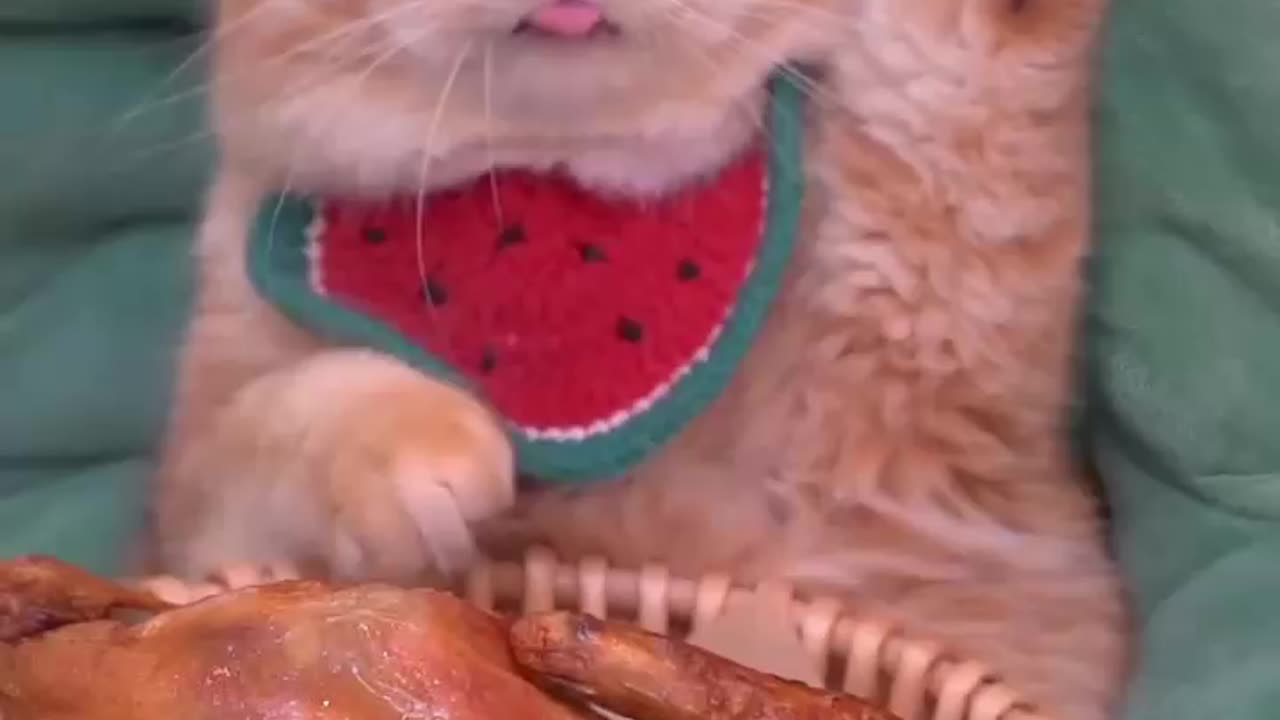 Most funny video cat 😂😂😸