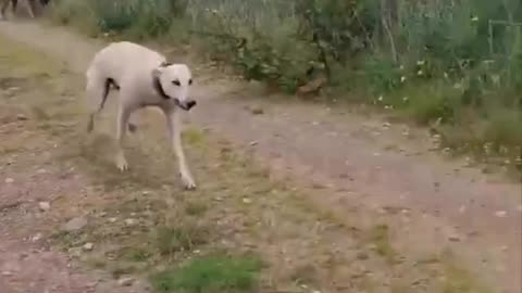 Our Dog Loves to race trains