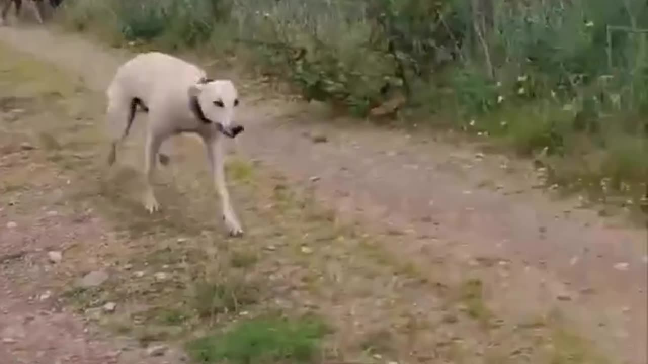 Our Dog Loves to race trains