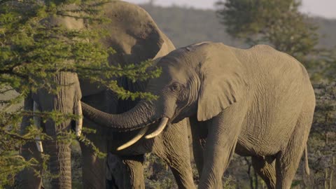 Elephant party in forest