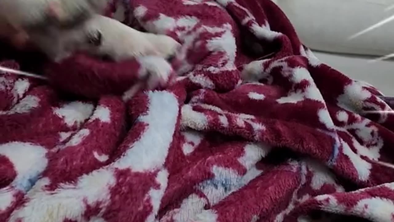 When your dog decides he's had enough! 🐶