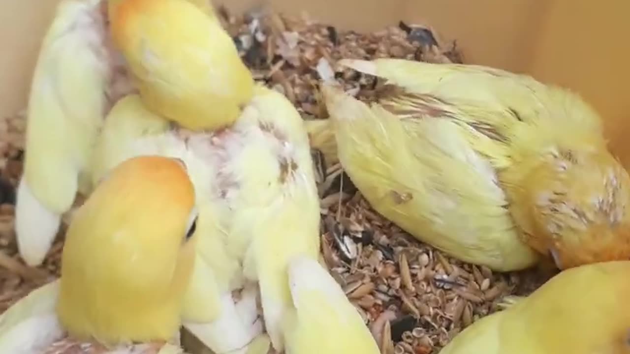 love birds