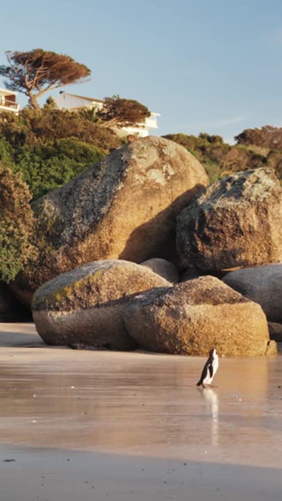 3.A Penguin at the Beach