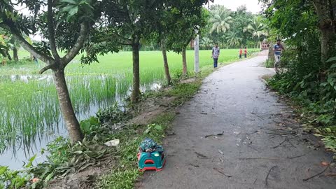 Fishing on the field। ধান খেতে মাছ ধরার হিড়ীক পড়লো