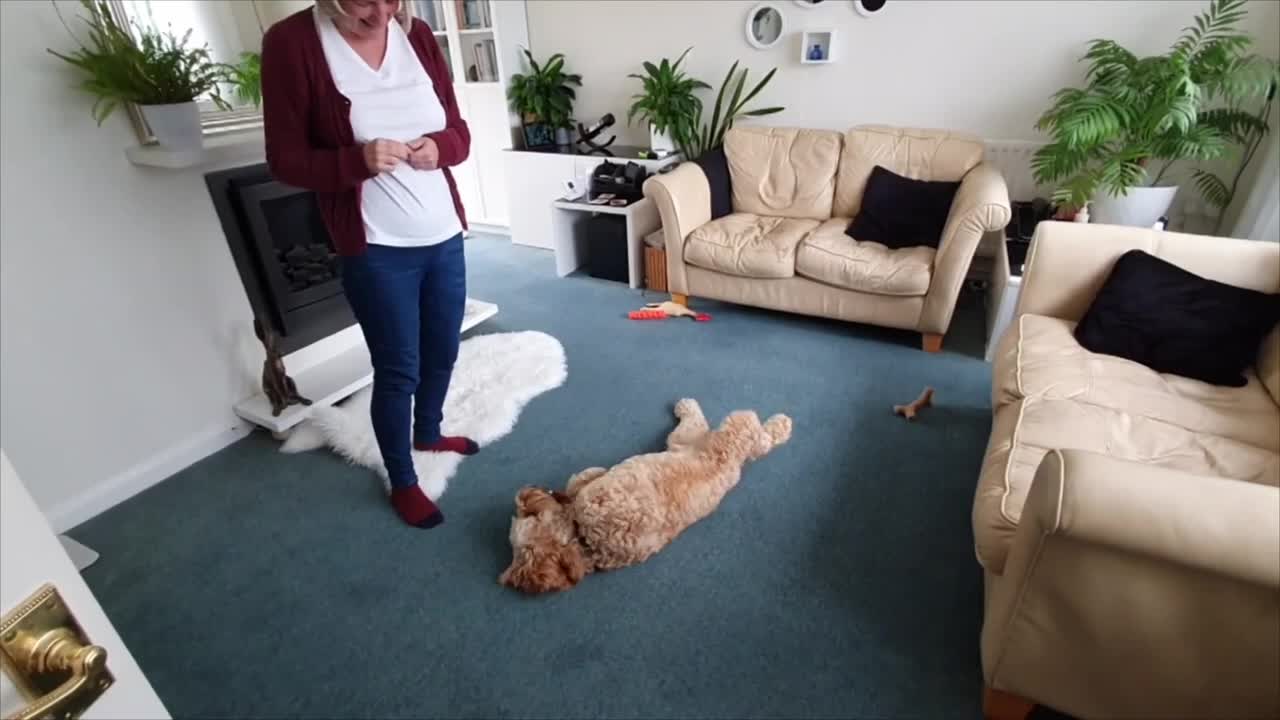 Lady Pretends to Shoot Dog With Fingers Then It Plays Dead