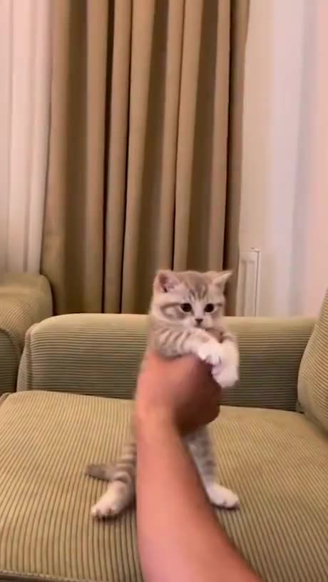 Playing Martial Arts With Your Kitten! #petshorts