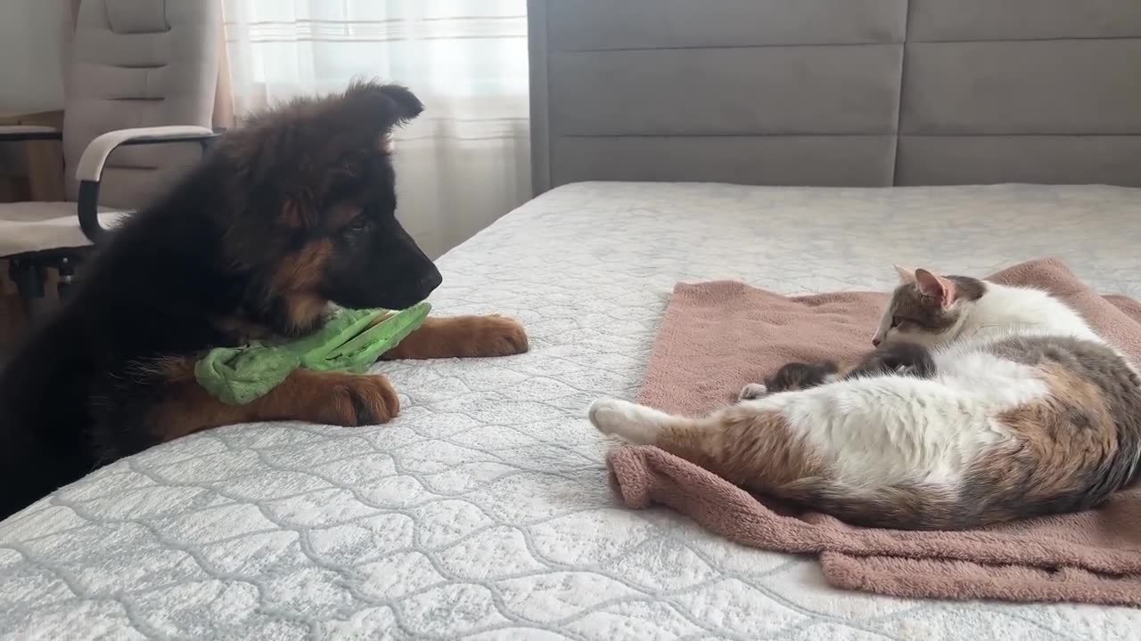 German Shepherd Puppy Meets Mom Cat with walking upright when he sees a kitten cat