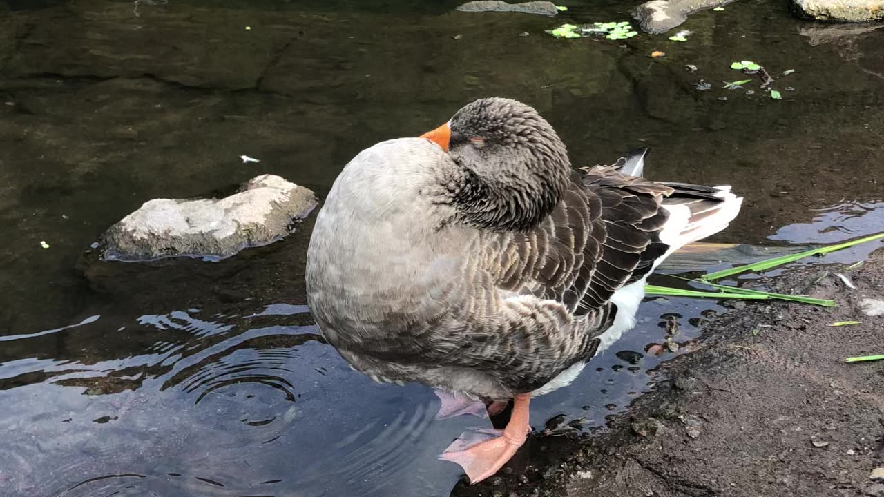 duck grooming