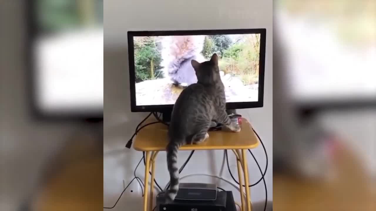 Cute and funny animals movement #3