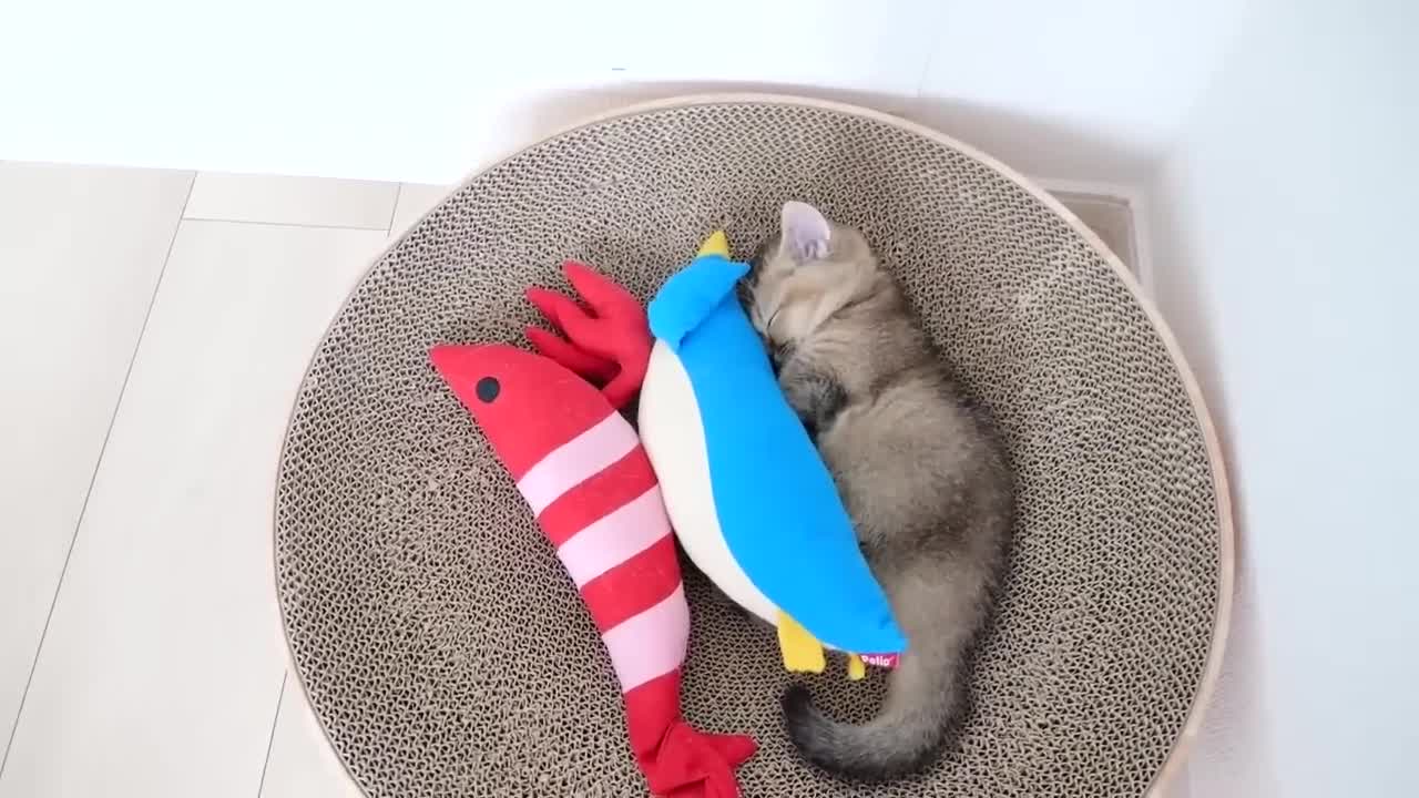 This is what happens when I play with a kitten on a holiday