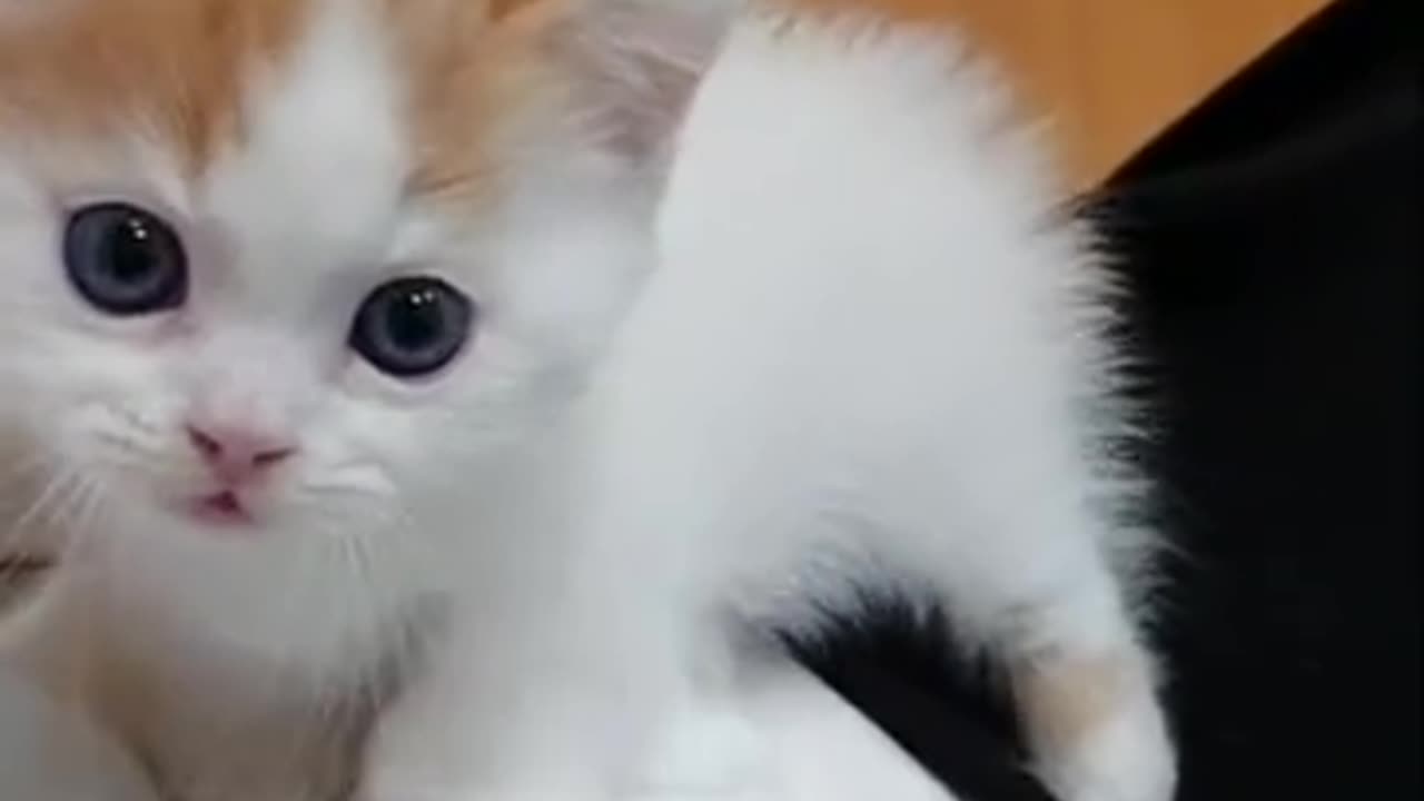 Collection of cute CATS 😘1