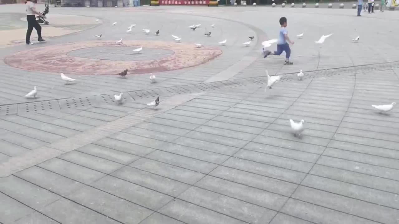 child and pigeon