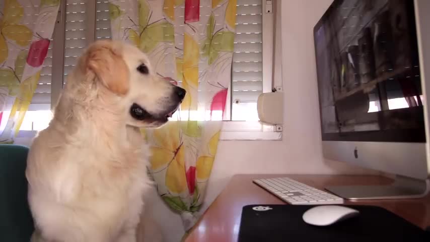 Funny Dog Reaction to Parrots