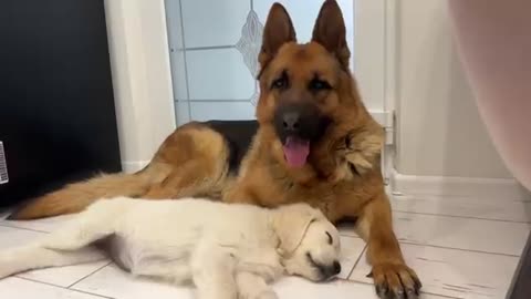 German Shepherd and Golden Retriever Puppy Fight Against Sleep