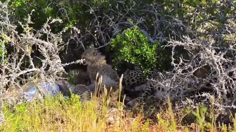 Female cheetah on the hunt
