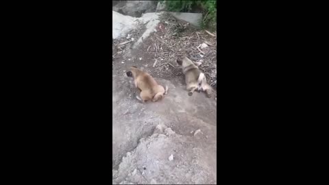 Funny Pets