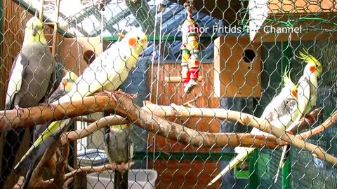 Birds video