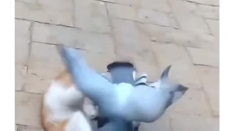 cat fights with a pigeon 😼🐦, who will win?😂😂