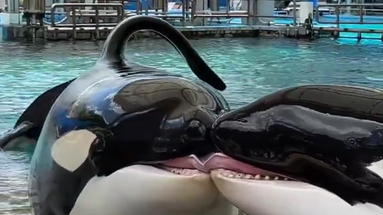 Killer whale kiss other whale