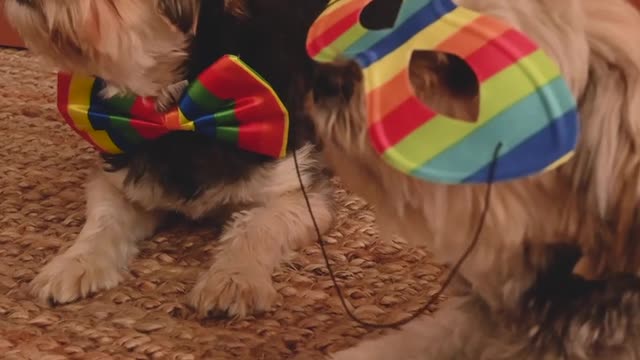 Beautiful puppy couple get ready for party