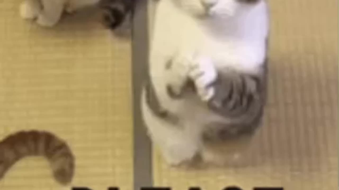 Cute Cat Gif