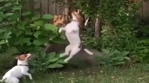 Dog High Jump Competition #shorts #viral #shortsvideo #video
