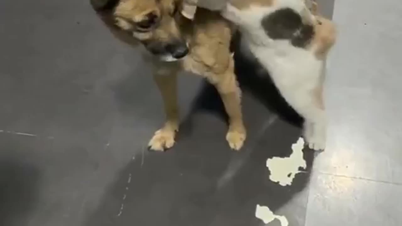 THE DOG DISAPPEARED FOR 2 WEEKS AND THIS WAS THE CAT’S REACTION TO IT’S 💕RETURN