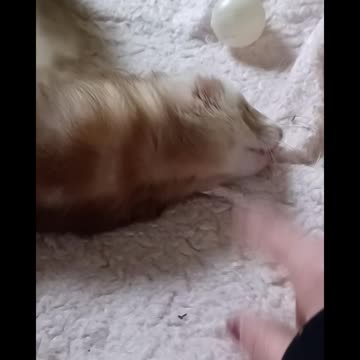 Ferret play bites!!