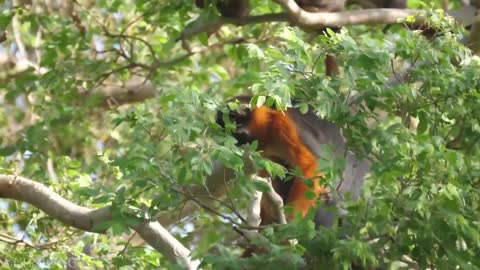 Amazon 4k - The World’s Largest Tropical Rainforest