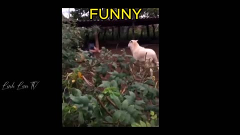 Funny Moments Of The Year Compilation 😆🔥🐷 PART-1